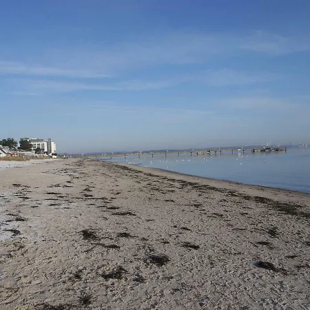 Strandhafer